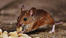 24 Hour & Emergency Exterminators in Kempton, PA